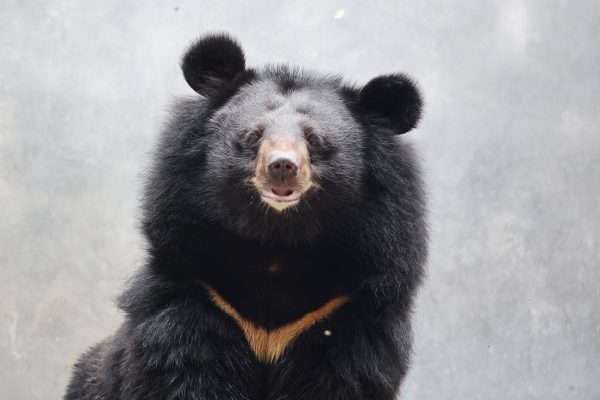 Asiatic Black Bear, Pepsi