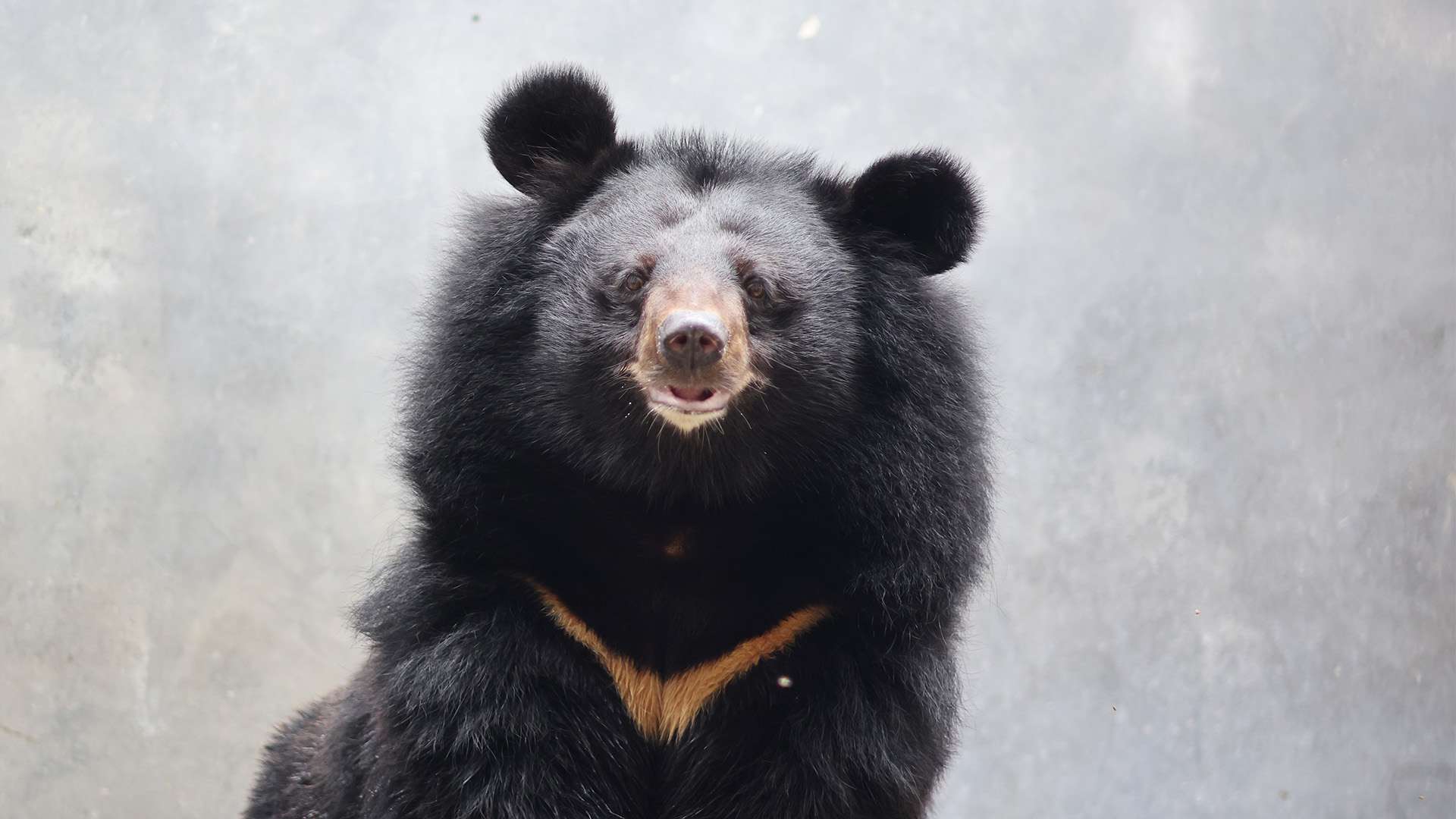 Asiatic Black Bear, Pepsi